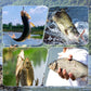 Cebo líquido concentrado universal con gusanos rojos para pesca, atrayente