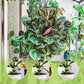Nutriente Líquido para Plantas de Exterior e Interior