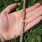 Herramienta de injerto de vivero profesional