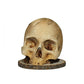 (🎃Promoción de rebajas🎃 49% de descuento)Portacuchillos Calavera Gótico
