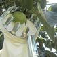Cesta para recolectar fruta