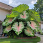 🌿🌿100 semillas de Caladium para plantar en interior y exterior